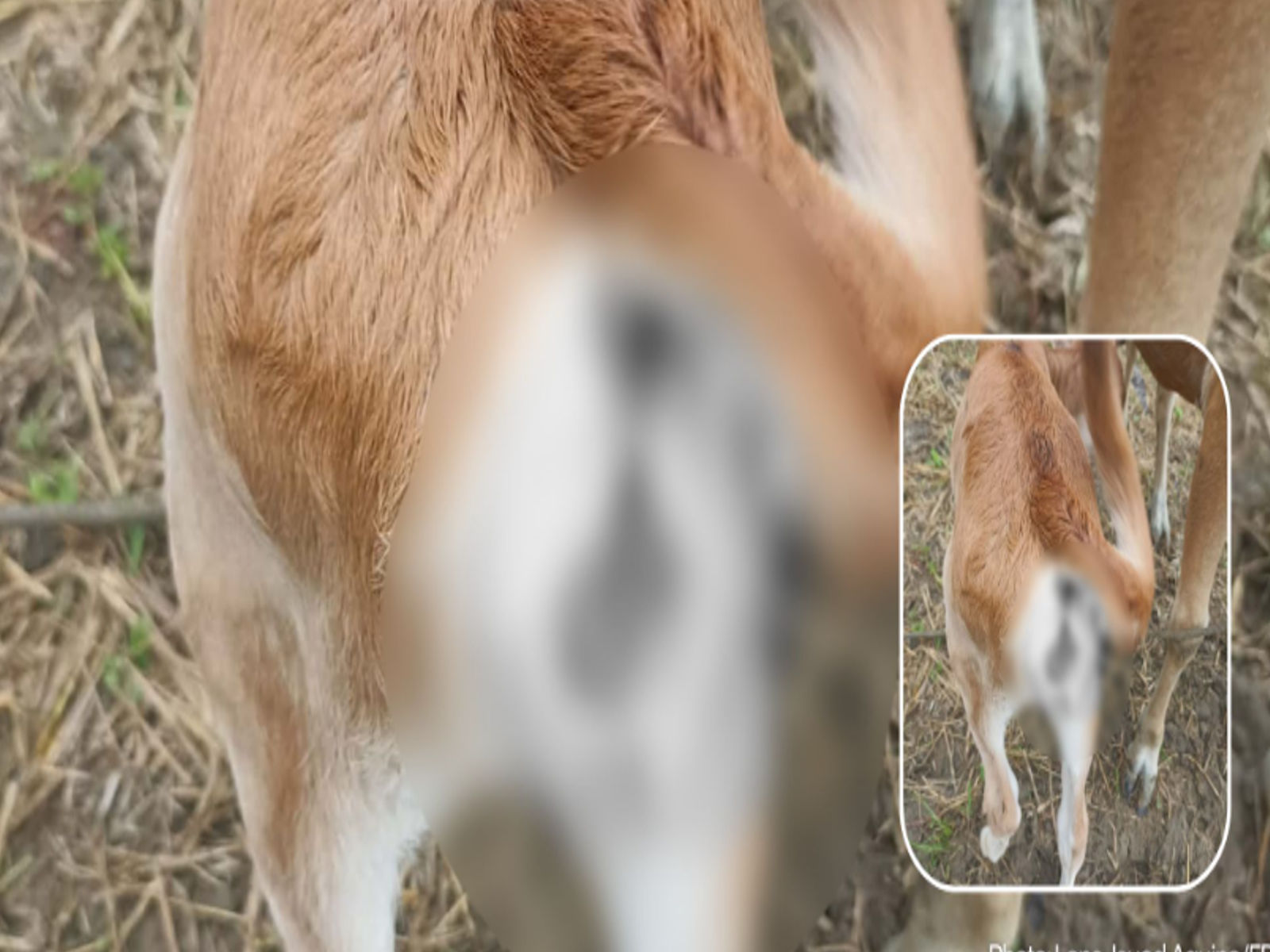 One-week-old calf in Antique sparks outrage over suspected animal abuse